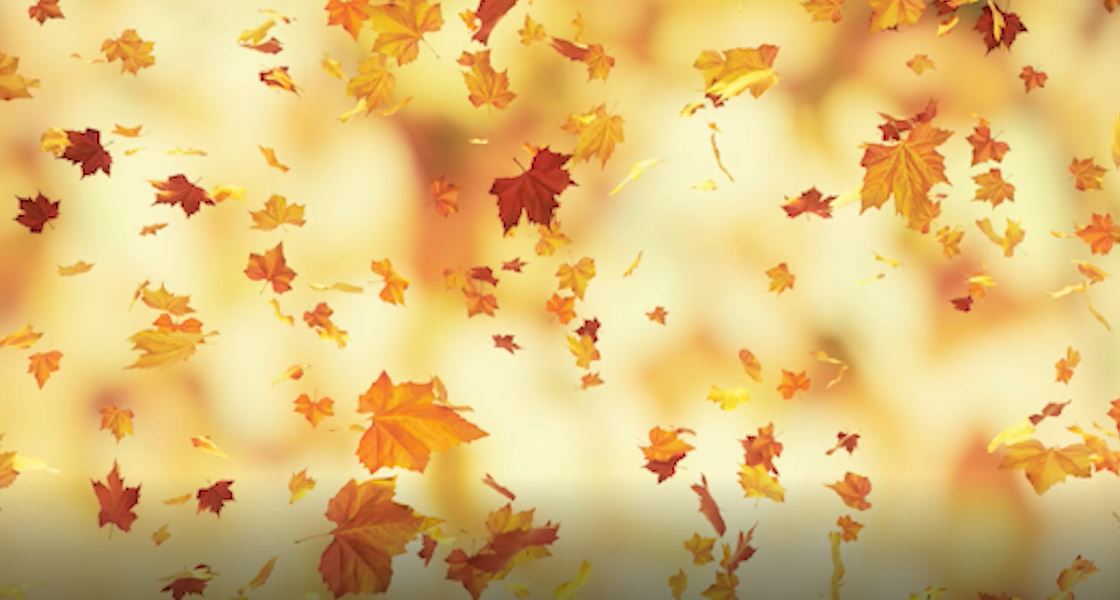 28803_Tha_Falling-Leaves_2018_Horizontal-photo-3