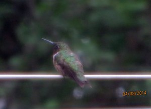 hummingbird