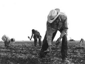 Migrant farm workers