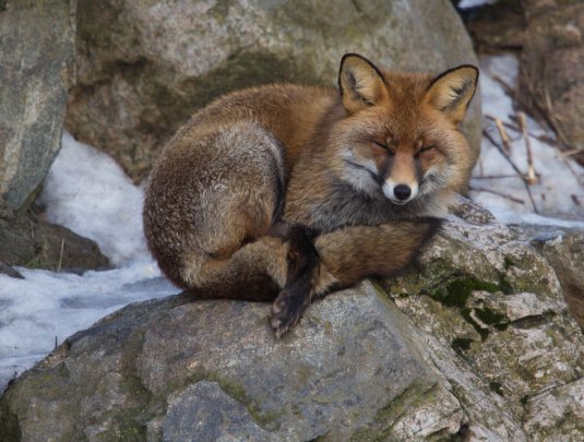 satisfied_fox_by_brommaherman-d4qptx3