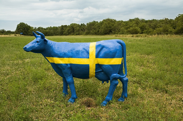 swedish cow