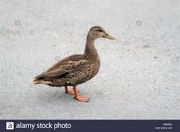 duck on road