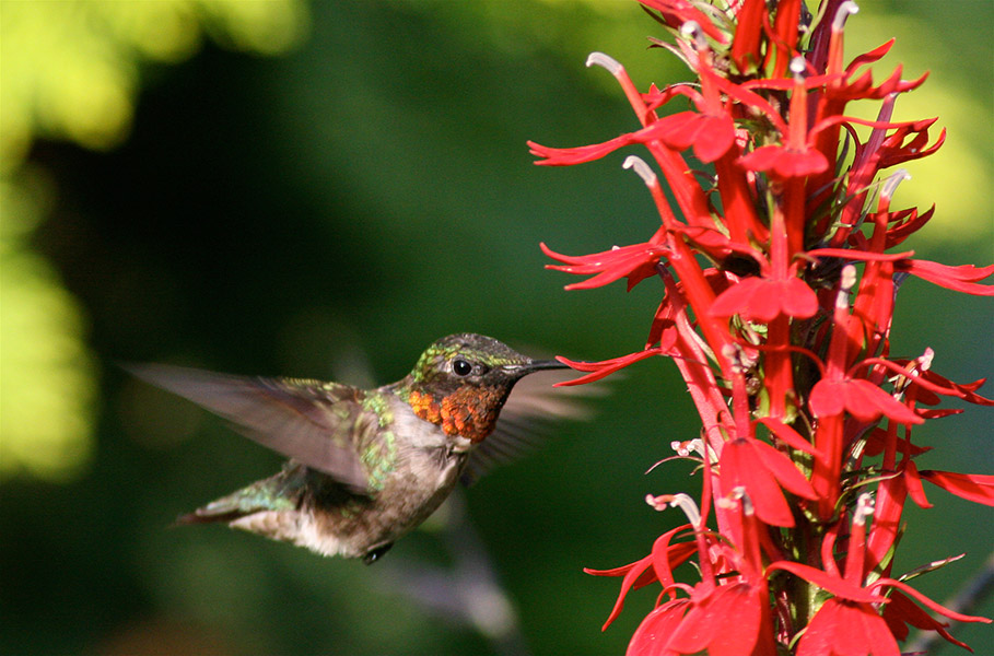 RubyThroatedHummerMaleAtFlowers