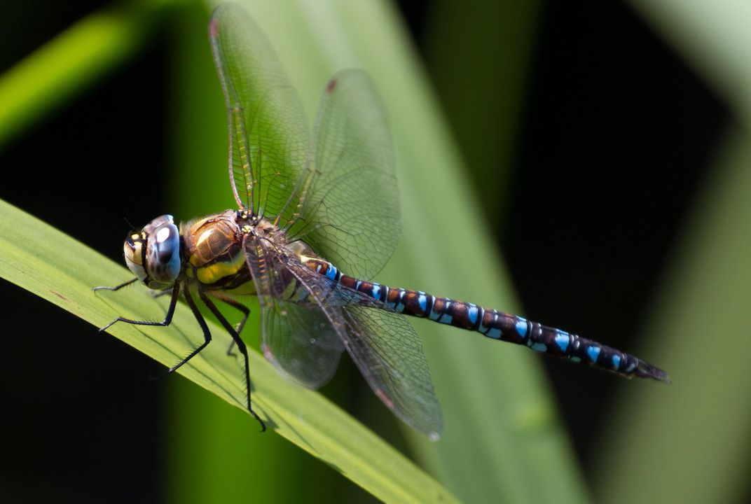 dragonfly (1)